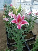 [5531 PO34 LUN 569 No01.JPG]